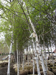 lot 58 image: Whitespire Birch, approx 14ft with ...