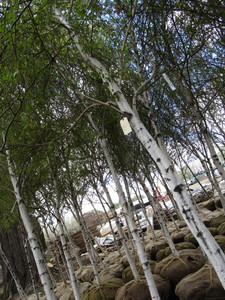 lot 59 image: Whitespire Birch, approx 16ft with ...