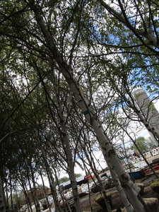 lot 90 image: Whitespire Birch, 14-15ft with 3 c...