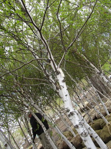 lot 91 image: Whitespire Birch, 14-15ft with 3 c...