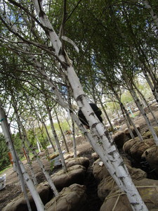 lot 92 image: Whitespire Birch, 14-15ft with 3 c...