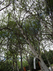 lot 93 image: Whitespire Birch, 14-15ft with 3 c...