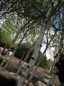 lot 94 image: Whitespire Birch, 14-15ft with 3.5...