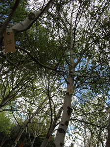 lot 95 image: Whitespire Birch, 14-15ft with 3 c...