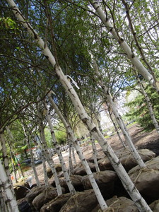 lot 97 image: Whitespire Birch, 14-15ft with 3 c...