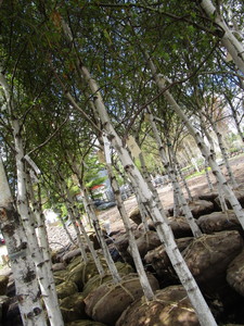 lot 98 image: Whitespire Birch, 14-15ft with 2.5...