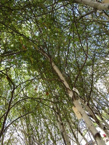 lot 99 image: Whitespire Birch, 14-15ft with 2.5...