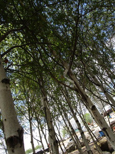 lot 100 image: Whitespire Birch - park grade, 14-1...