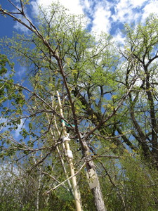 lot 120 image: Burr Oak with 2.5 caliper...