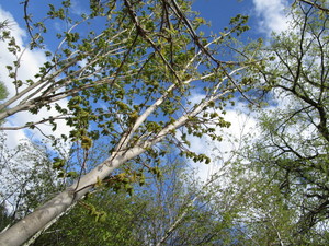 lot 121 image: Sugar Maple with 3 caliper...