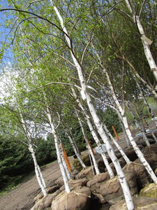 lot 124 image: Whitespire Birch, 14-15ft with 2.5...