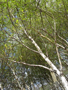 lot 125 image: Whitespire Birch, 14-15ft with 2.5...