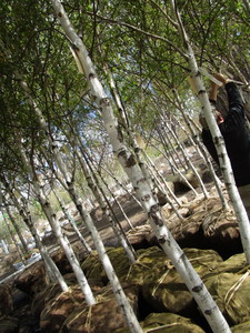 lot 126 image: Whitespire Birch, 14-15ft with 2.5...