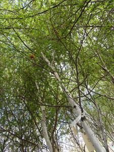 lot 127 image: Whitespire Birch, 14-15ft with 2.5...