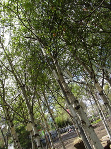 lot 130 image: Whitespire Birch, 14-15ft with 2.5...