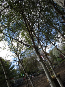 lot 133 image: Whitespire Birch, 14-15ft with 2.5...