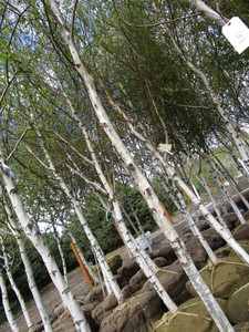 lot 134 image: Whitespire Birch, 14-15ft with 2.5...