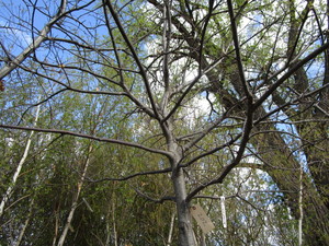 lot 202 image: Pin Oak, 2 caliper...