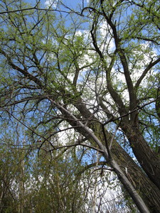 lot 204 image: Pin Oak, 2 caliper...