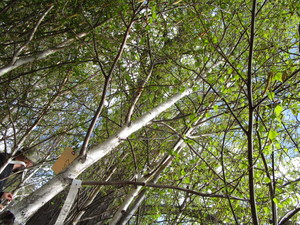 lot 205 image: Whitespire Birch, with 2 caliper...