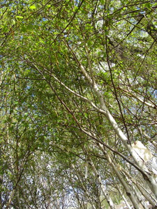 lot 206 image: Whitespire Birch, with 2 caliper...