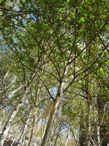 lot 207 image: Whitespire Birch, with 2 caliper...