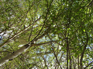 lot 208 image: Whitespire Birch, with 2 caliper...