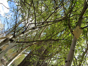 lot 210 image: Whitespire Birch, with 2 caliper...