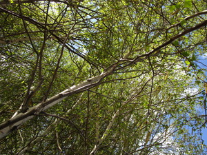 lot 211 image: Whitespire Birch, with 2 caliper...