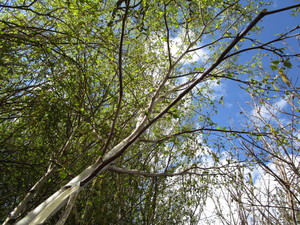 lot 212 image: Whitespire Birch, with 2 caliper...