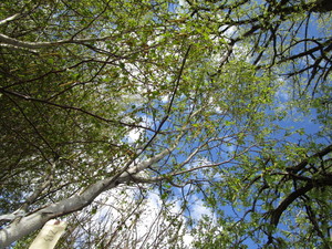 lot 213 image: Whitespire Birch, with 2 caliper...