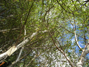 lot 214 image: Whitespire Birch, with 2 caliper...