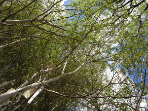 lot 215 image: Whitespire Birch, with 2 caliper...