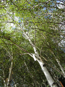 lot 216 image: Whitespire Birch, with 2 caliper...