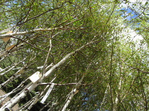 lot 220 image: Whitespire Birch, with 2 caliper...