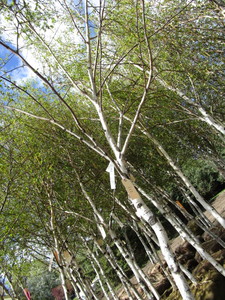 lot 221 image: Whitespire Birch, with 2 caliper, ...