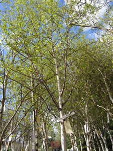 lot 223 image: Whitespire Birch, with 2 caliper...