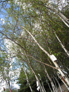 lot 226 image: Whitespire Birch, with 2 caliper...