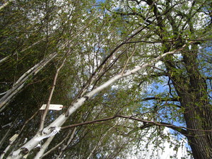 lot 227 image: Whitespire Birch, with 2 caliper...