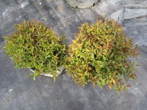 lot 228 image: Spirea - Double Play Painted Lady, ...