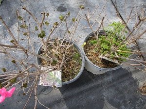 lot 229 image: Boomerang Reblooming Lilac...