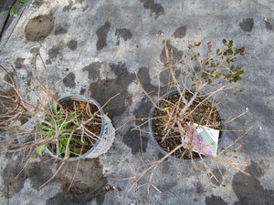 lot 230 image: Boomerang Reblooming Lilac...