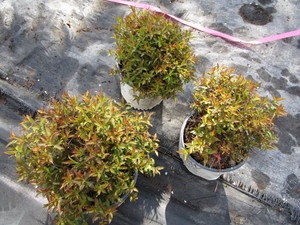 lot 231 image: Spirea - Double Play Painted Lady, ...