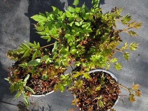 lot 233 image: Astillbe, qty 3...