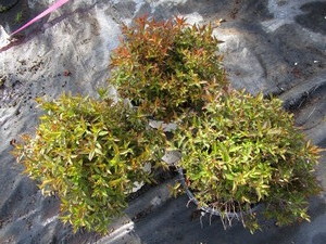 lot 234 image: Spirea - Double Play Painted Lady, ...