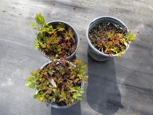 lot 255 image: Astillbe, qty 3...