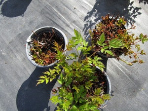 lot 235 image: Astillbe, qty 3...