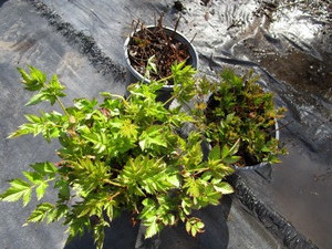 lot 236 image: Astillbe, qty 3...