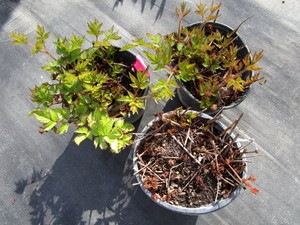 lot 237 image: Astillbe, qty 3...