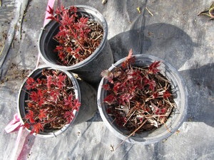 lot 239 image: Astillbe, qty 3...